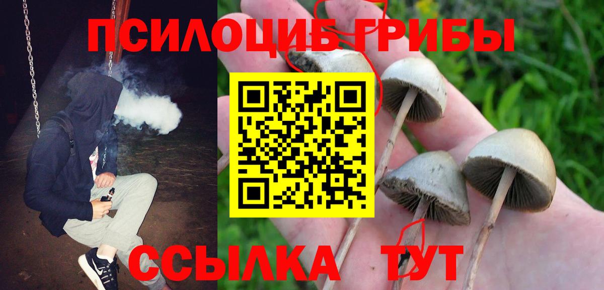 Псилоцибиновые грибы мицелий  Псилоцибиновые грибы Psilocybine cubensis  Киселёвск  Вход с VPN 